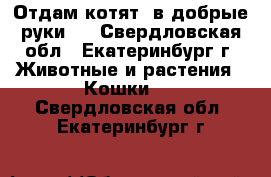 Отдам котят, в добрые руки.  - Свердловская обл., Екатеринбург г. Животные и растения » Кошки   . Свердловская обл.,Екатеринбург г.